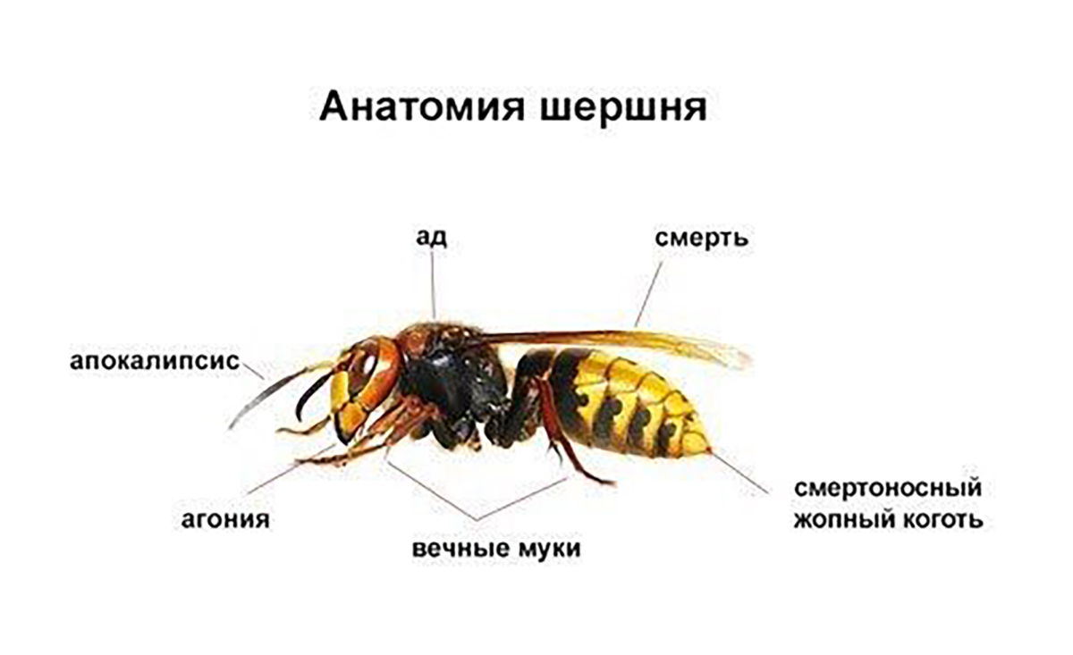 Строение шершня схема
