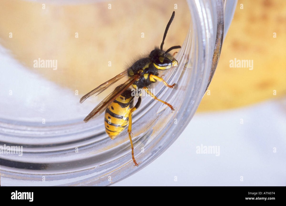 Хранитель Лев пчела жалит насекомых