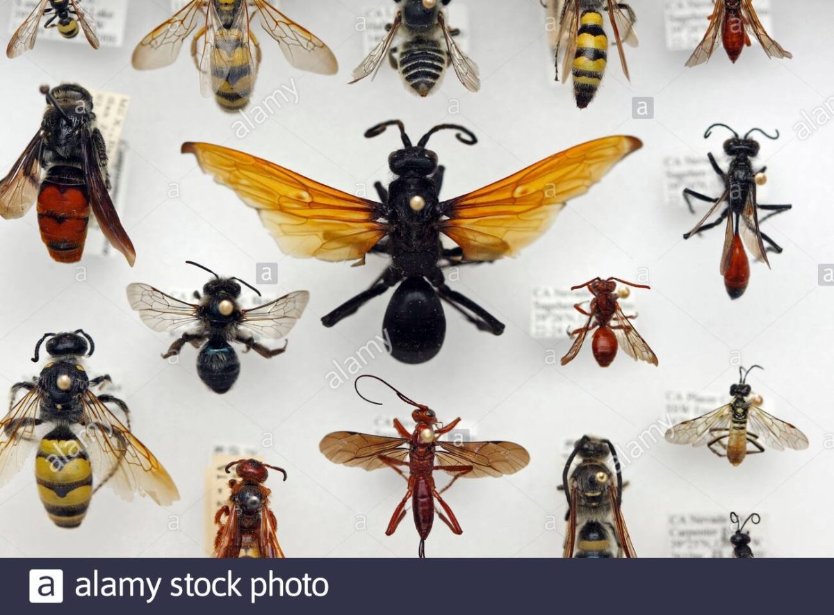 Отряд Перепончатокрылые (Hymenoptera)