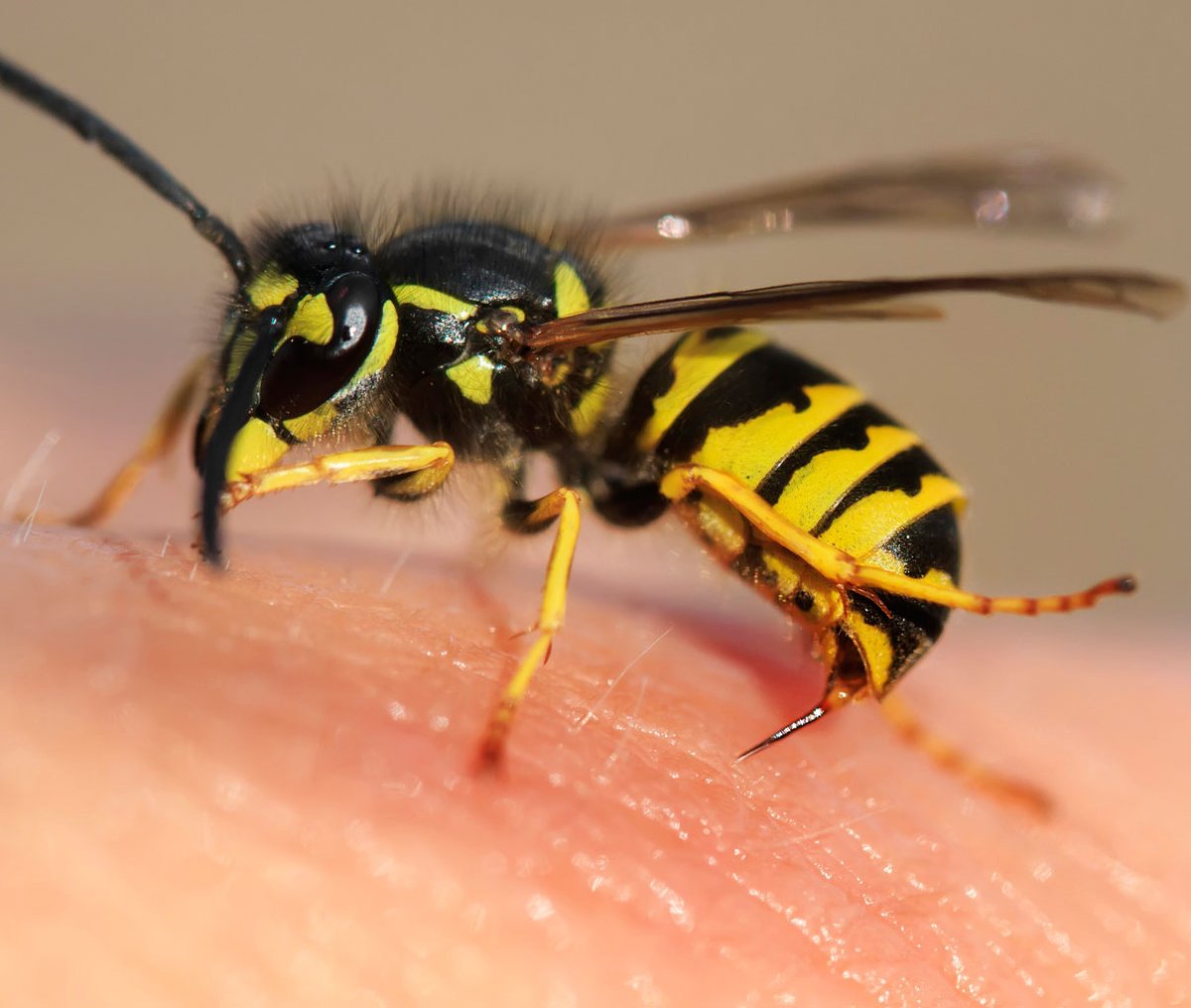 Шмель пчела Оса Шершень жалит