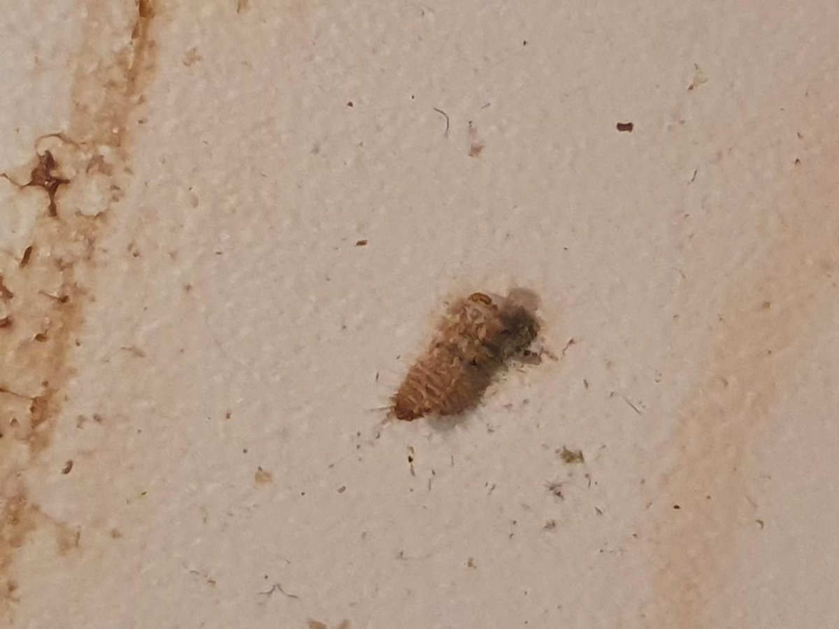 Мокрица Жук