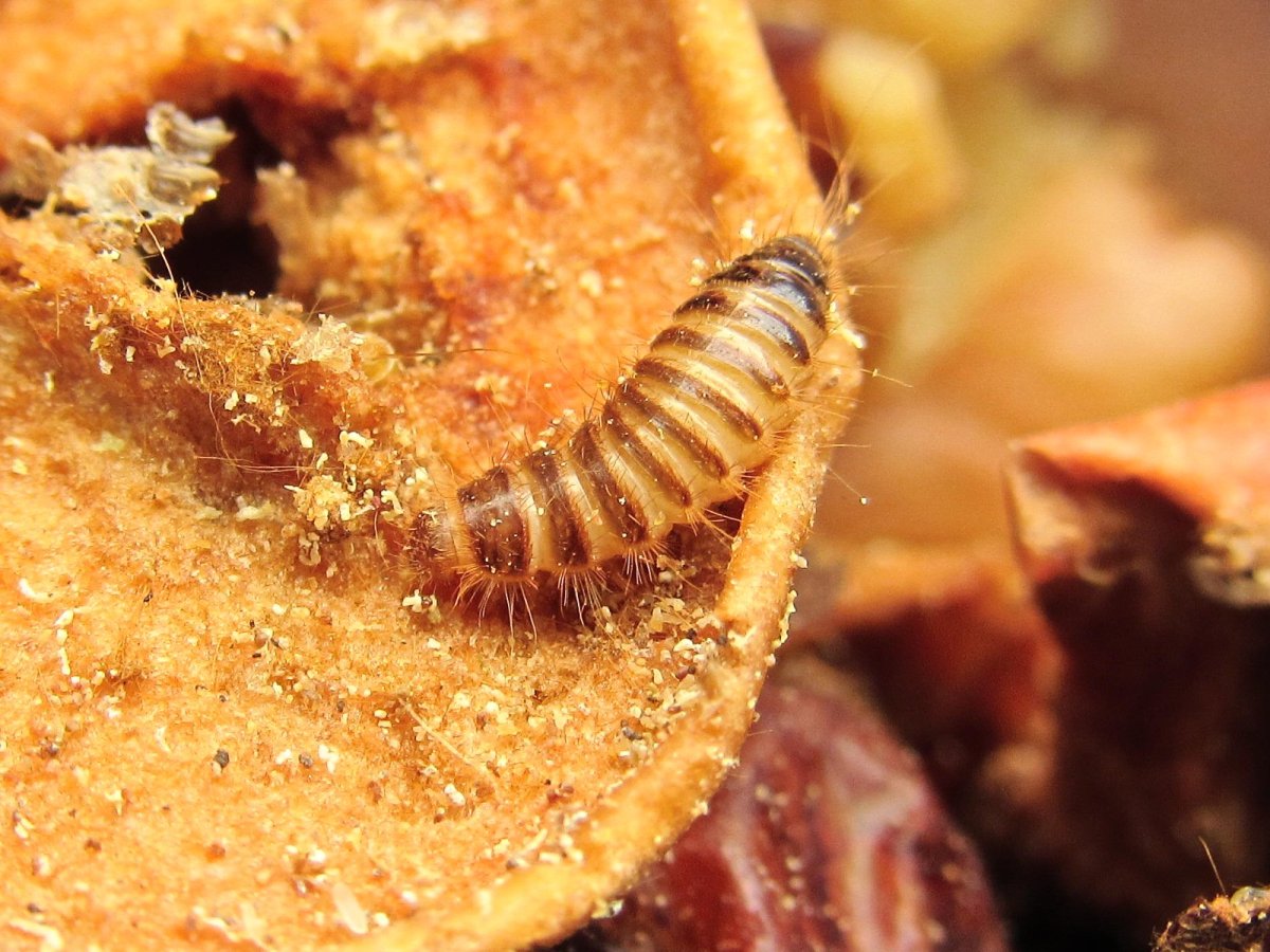 Черви кожееды