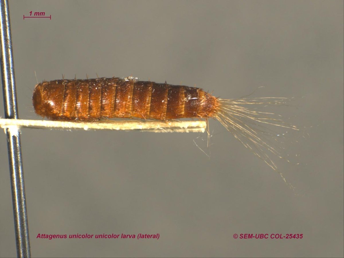 Мокрица-броненосец обыкновенная