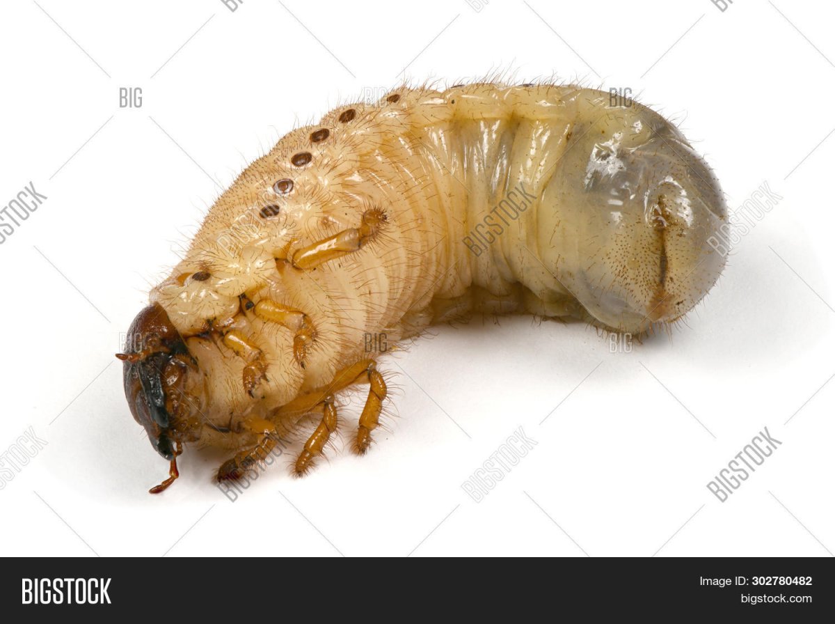 Гигантский Жук носорог личинка