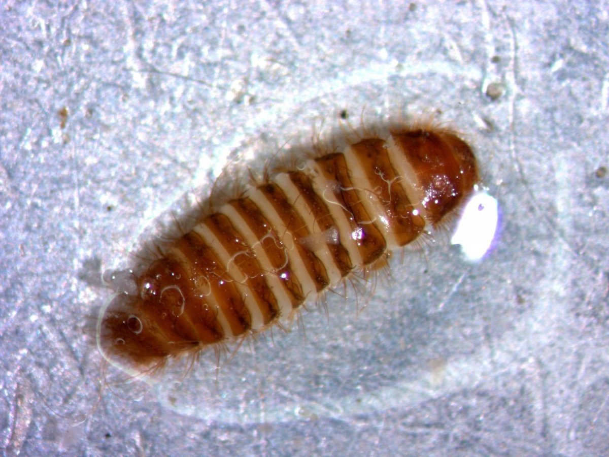 Мокрица кожеед