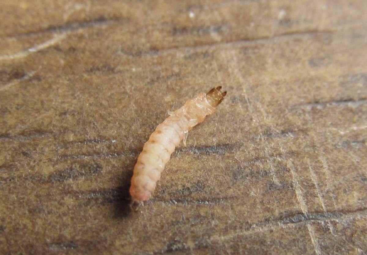 Ковровый кожеед личинки