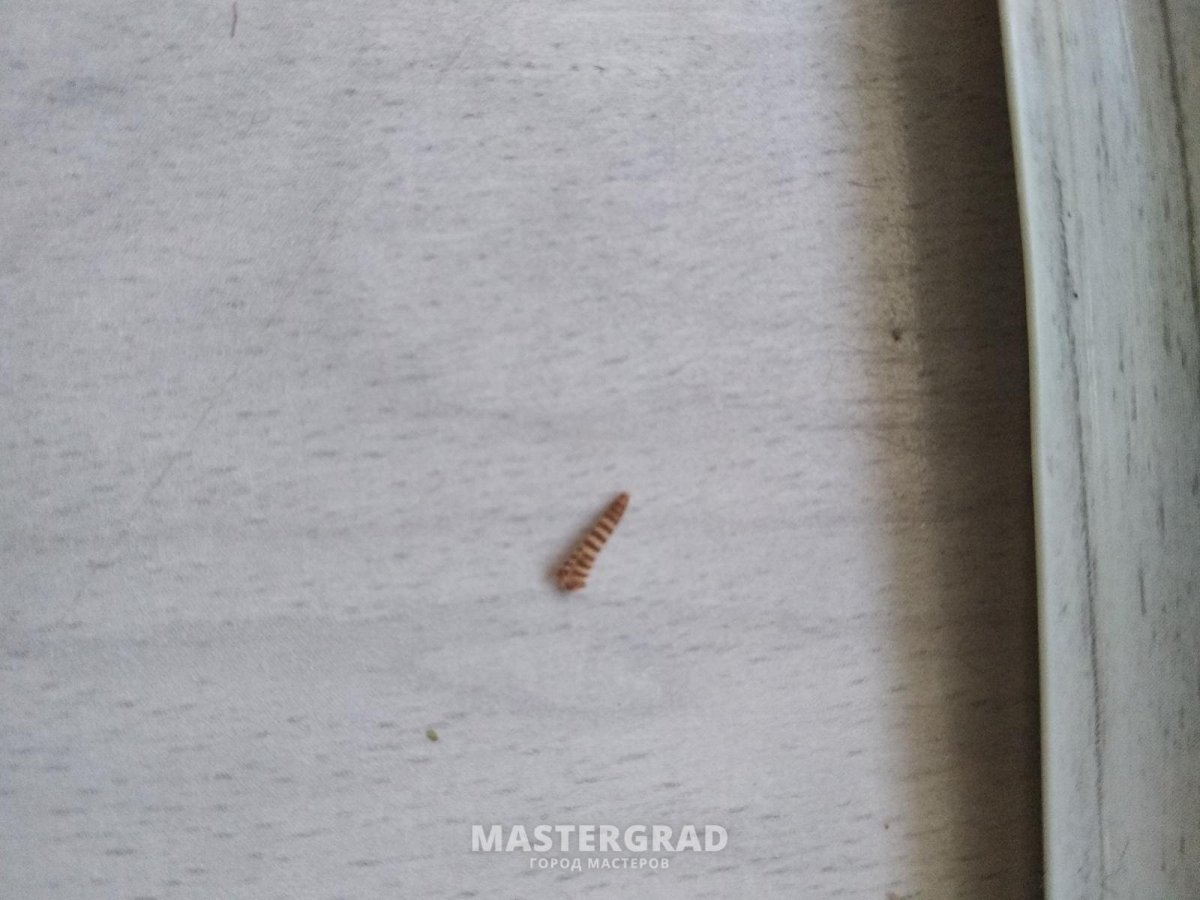 Чернотелка Жук Знахарь личинка