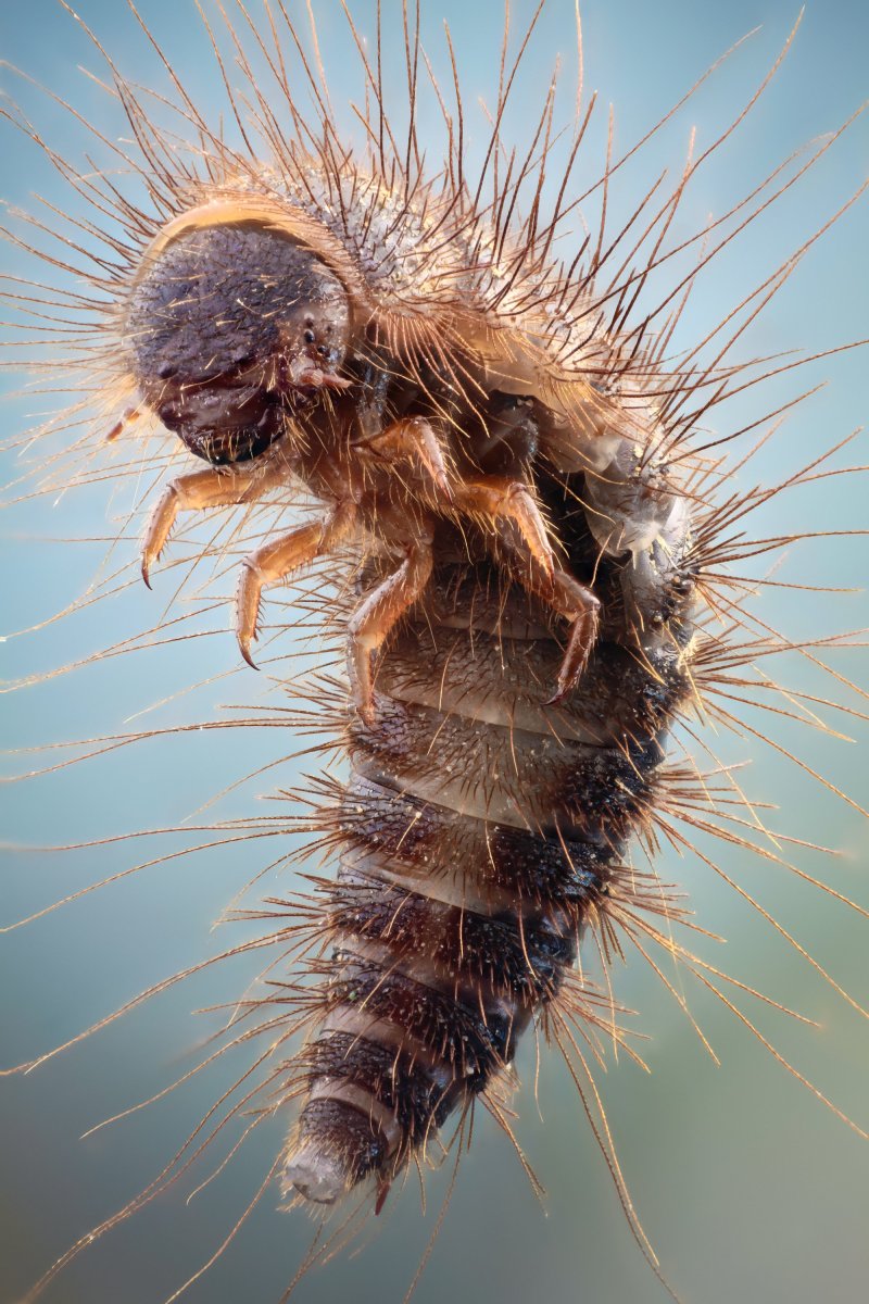 Личинка жука кожееда яйца