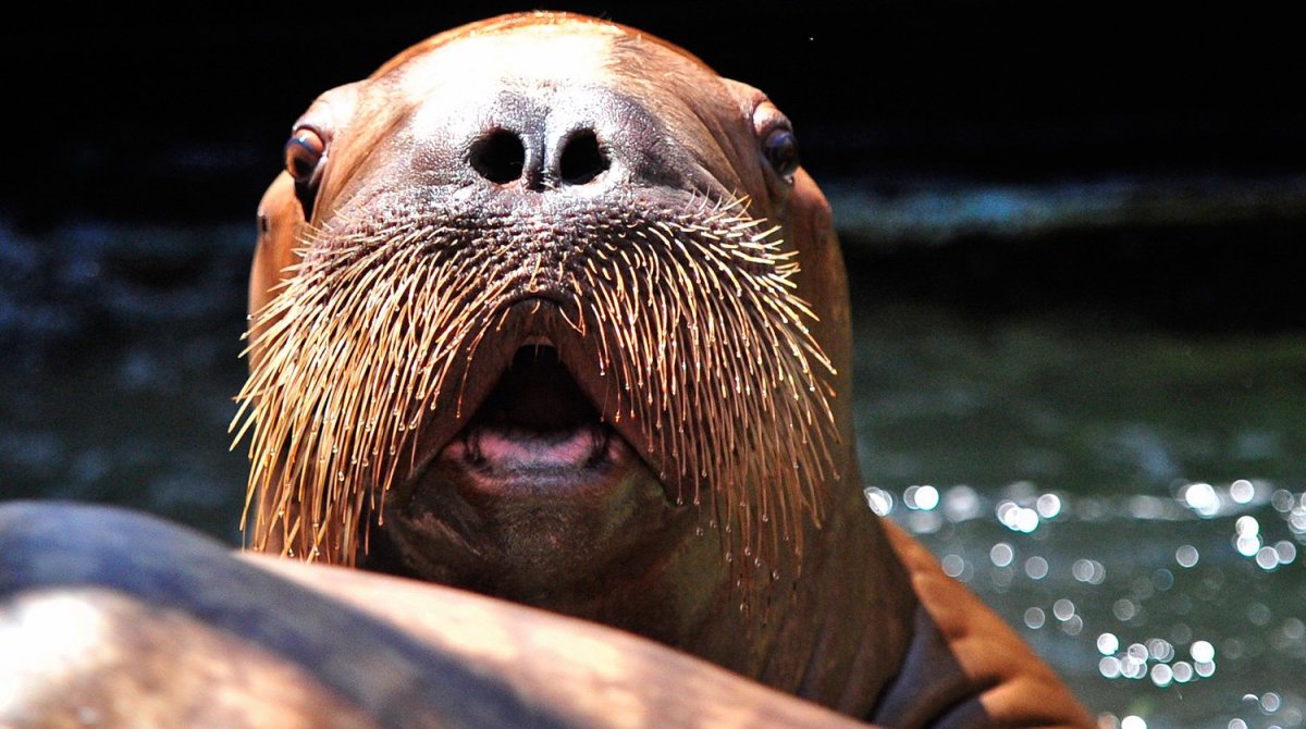 Морж с рыбой