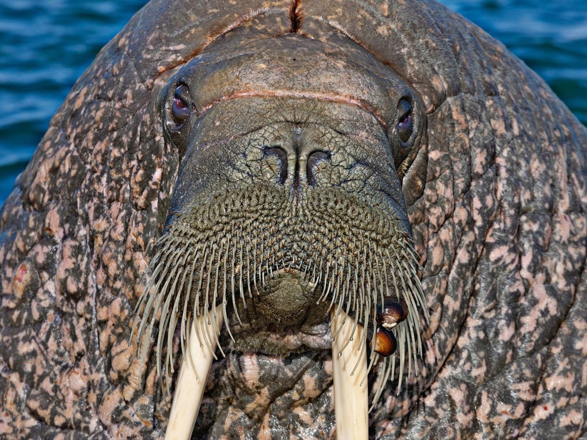 Морж с усами