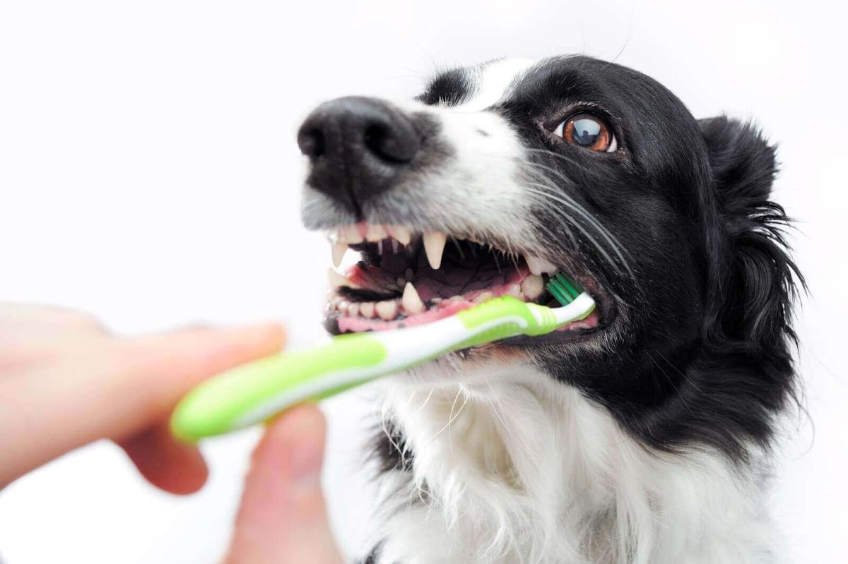 Чистка зубов собакам отзывы. Собака с щеткой в зубах. Чистка зубов собаке в ветклинике. Собака с человеческими зубами.