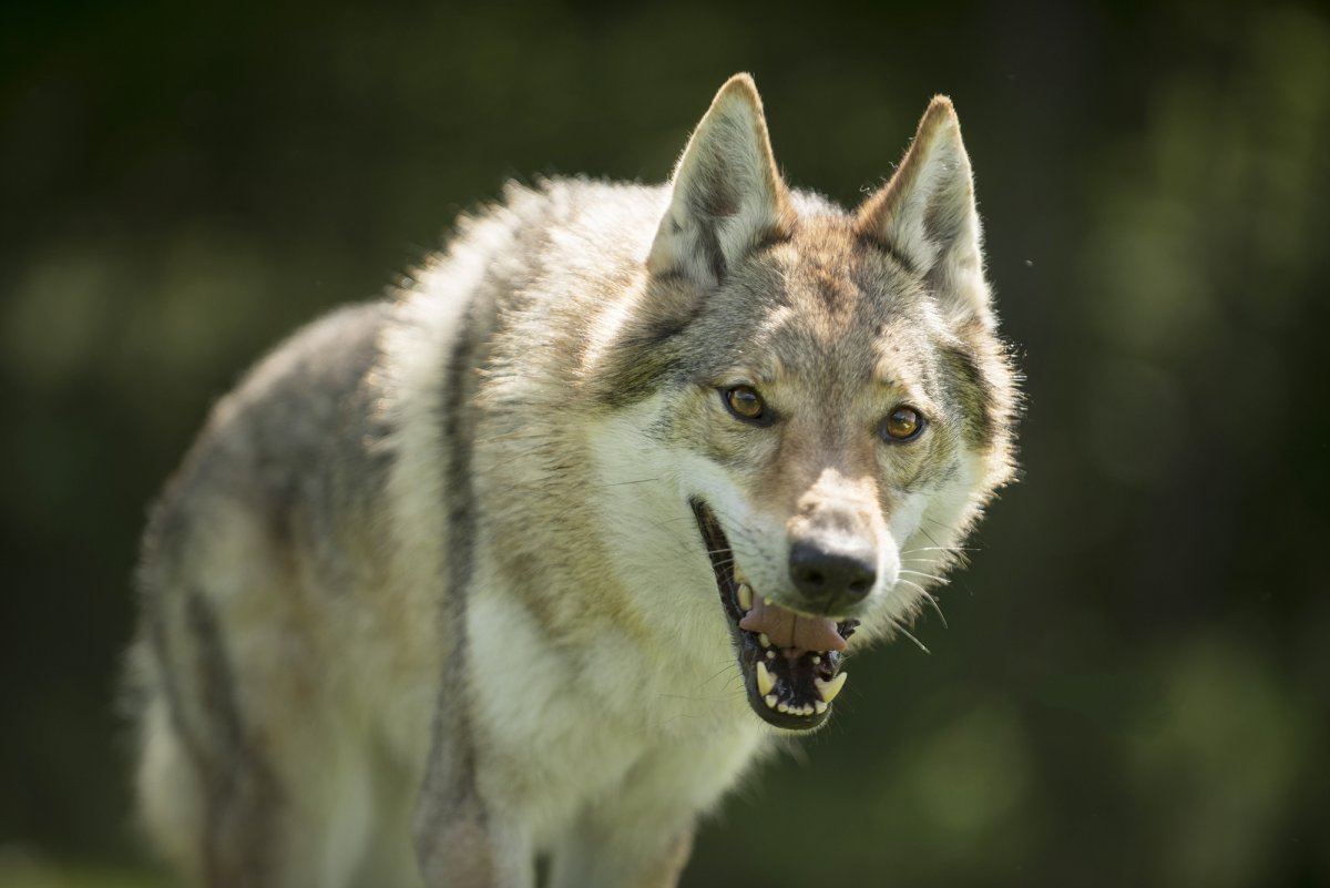 Шакал и волк