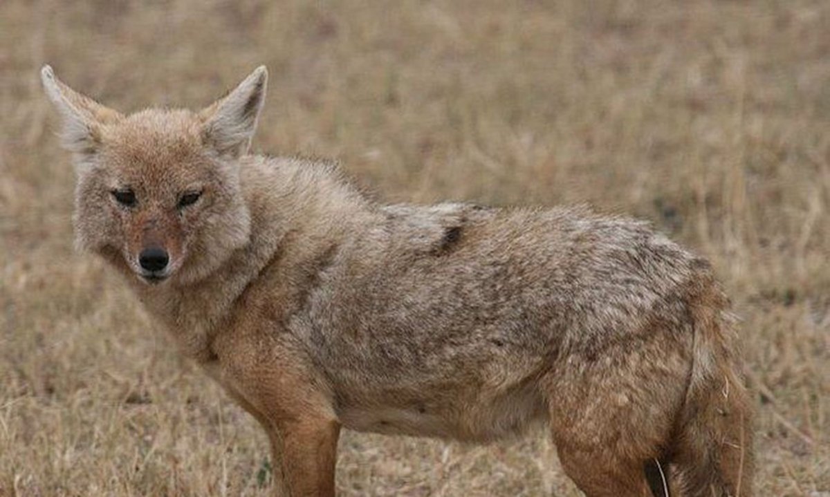 Голден Вулф