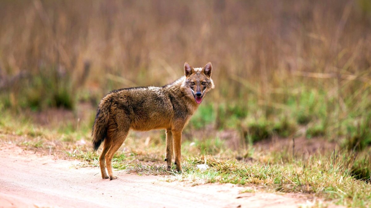 Среднеазиатский Шакал обыкновенный