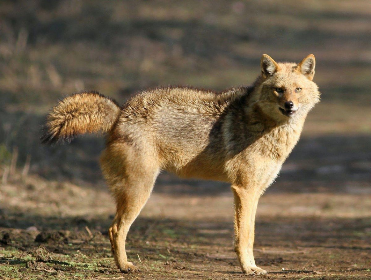 Обыкновенный Шакал (canis aureus)