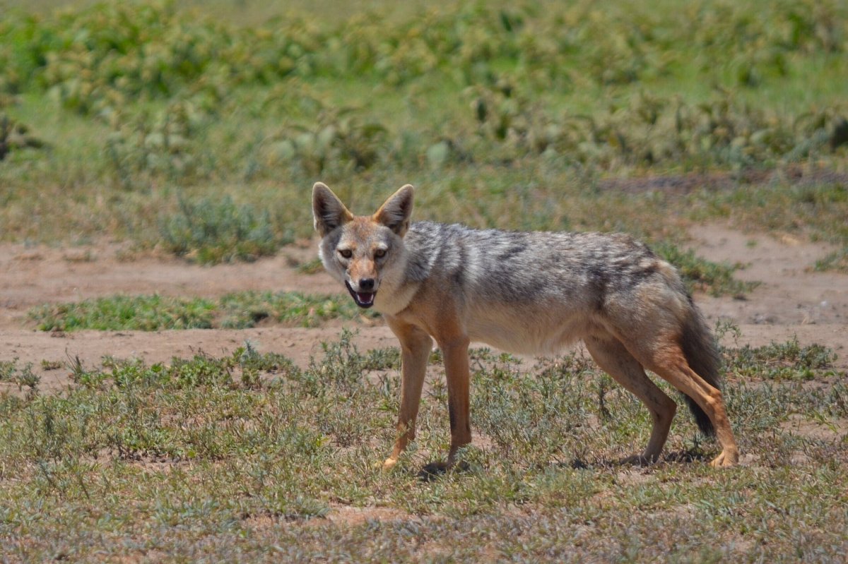 Шакал Степной Ростовская область