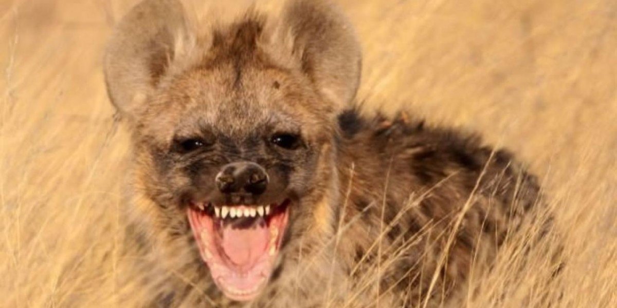 Гиена смеется