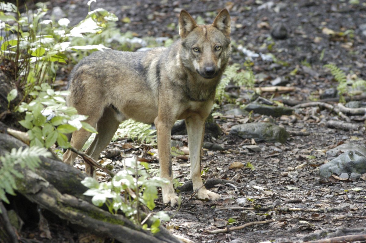 Шакалы кавказский заповедник