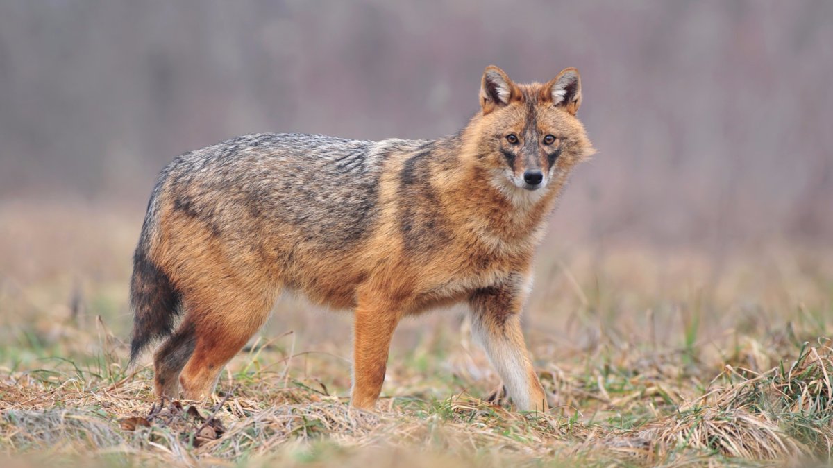 Золотистый Шакал