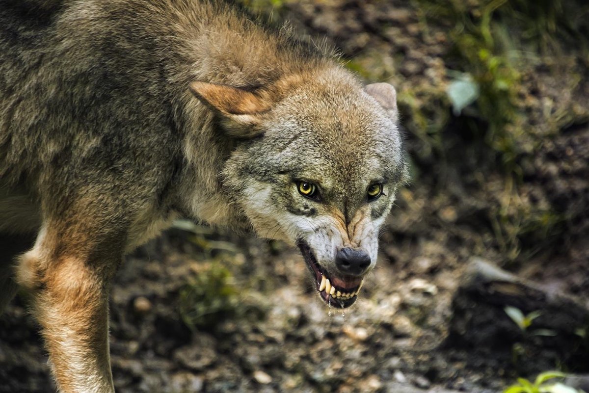 Волк скалится