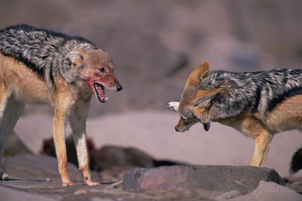 Волк Шакал койот гиена