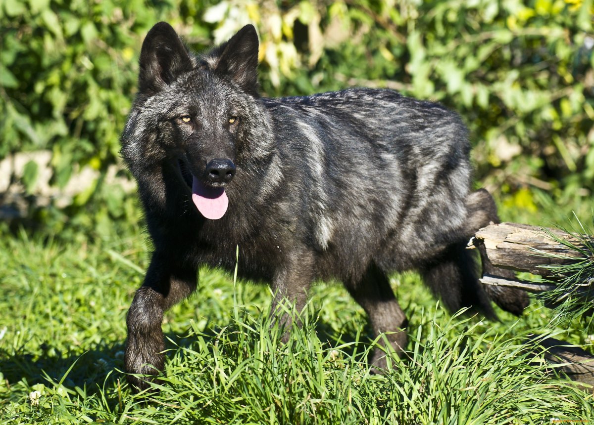 Флоридский чёрный волк