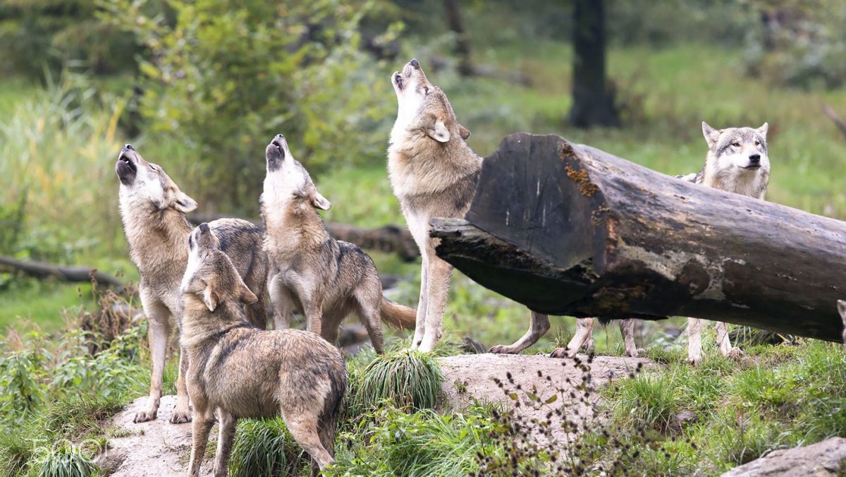 Волчья стая (2015)