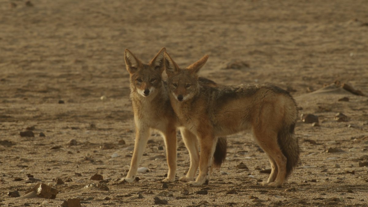 Шакал обыкновенный Кавказ
