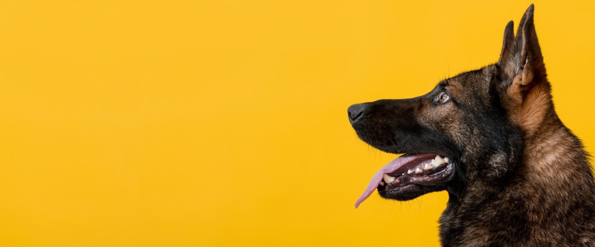 Собака на однотонном фоне