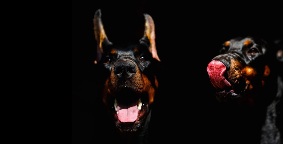 Доберман 1800 800