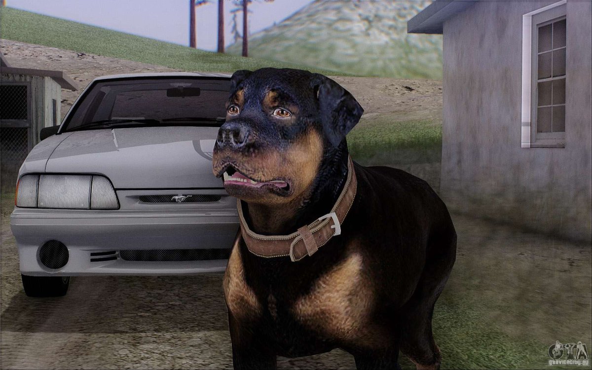 Ротвейлер Чоп в ГТА 5