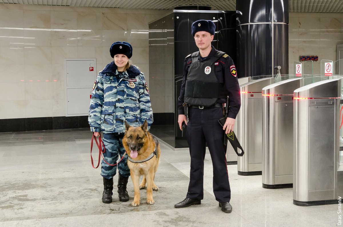 Собаки охранники