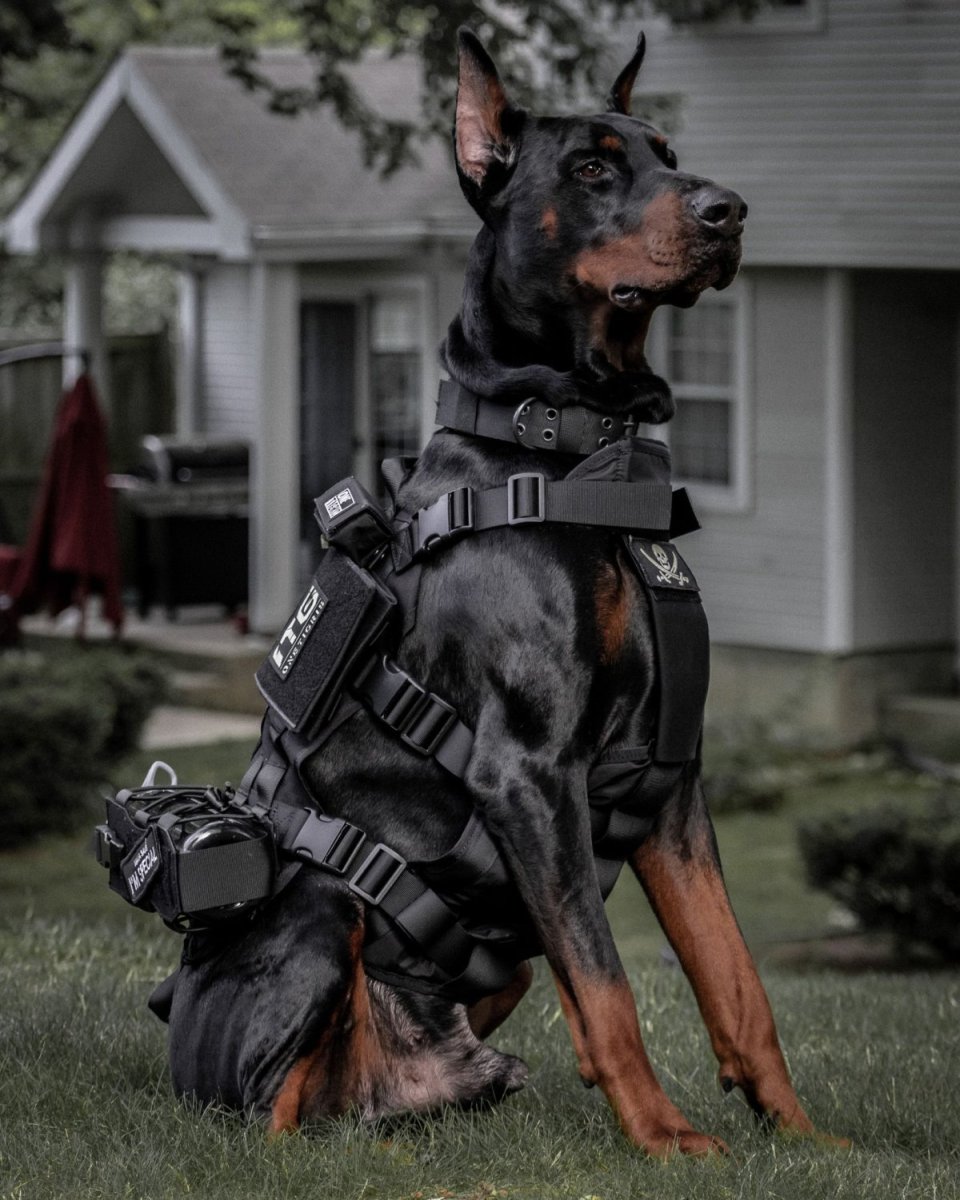 Доберман k9