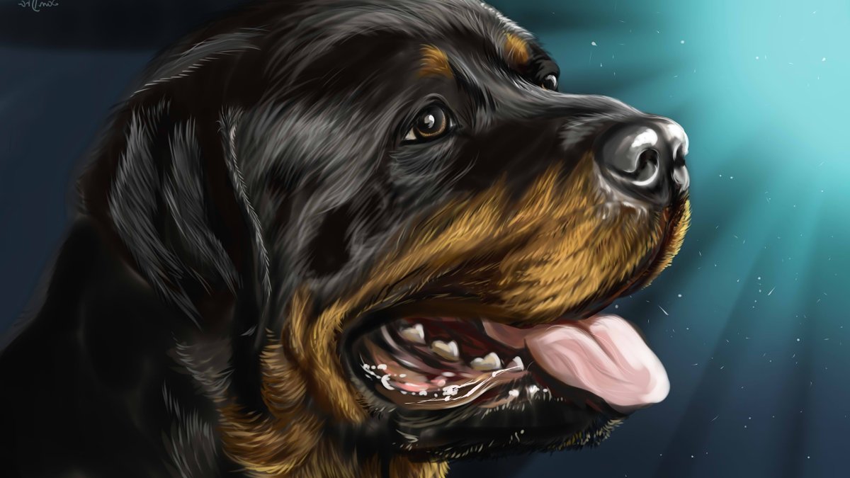 Картина ротвейлер собака