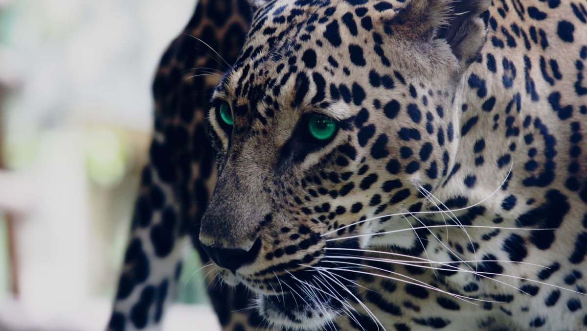 Берберийский леопард