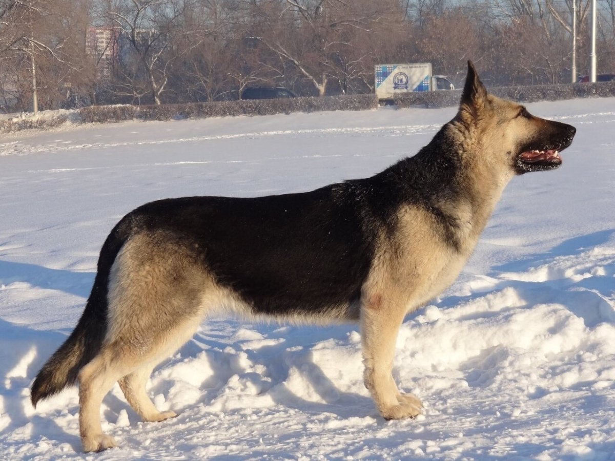 Гренландская овчарка