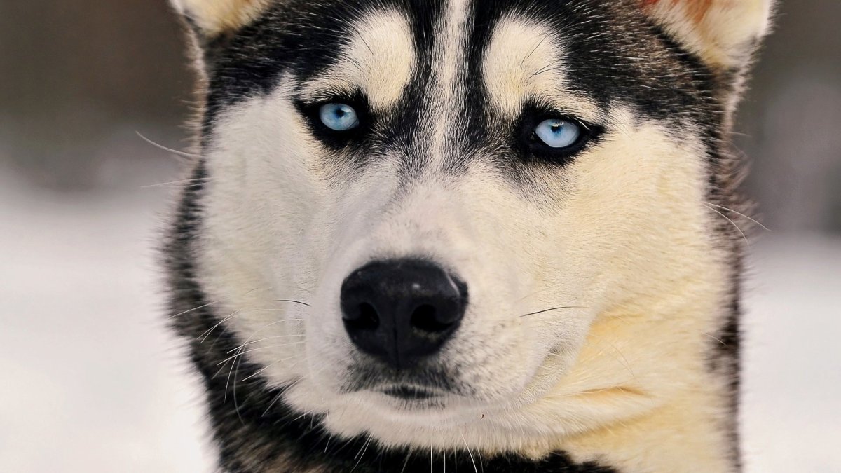 Немецкая овчарка длинношерстная зимой