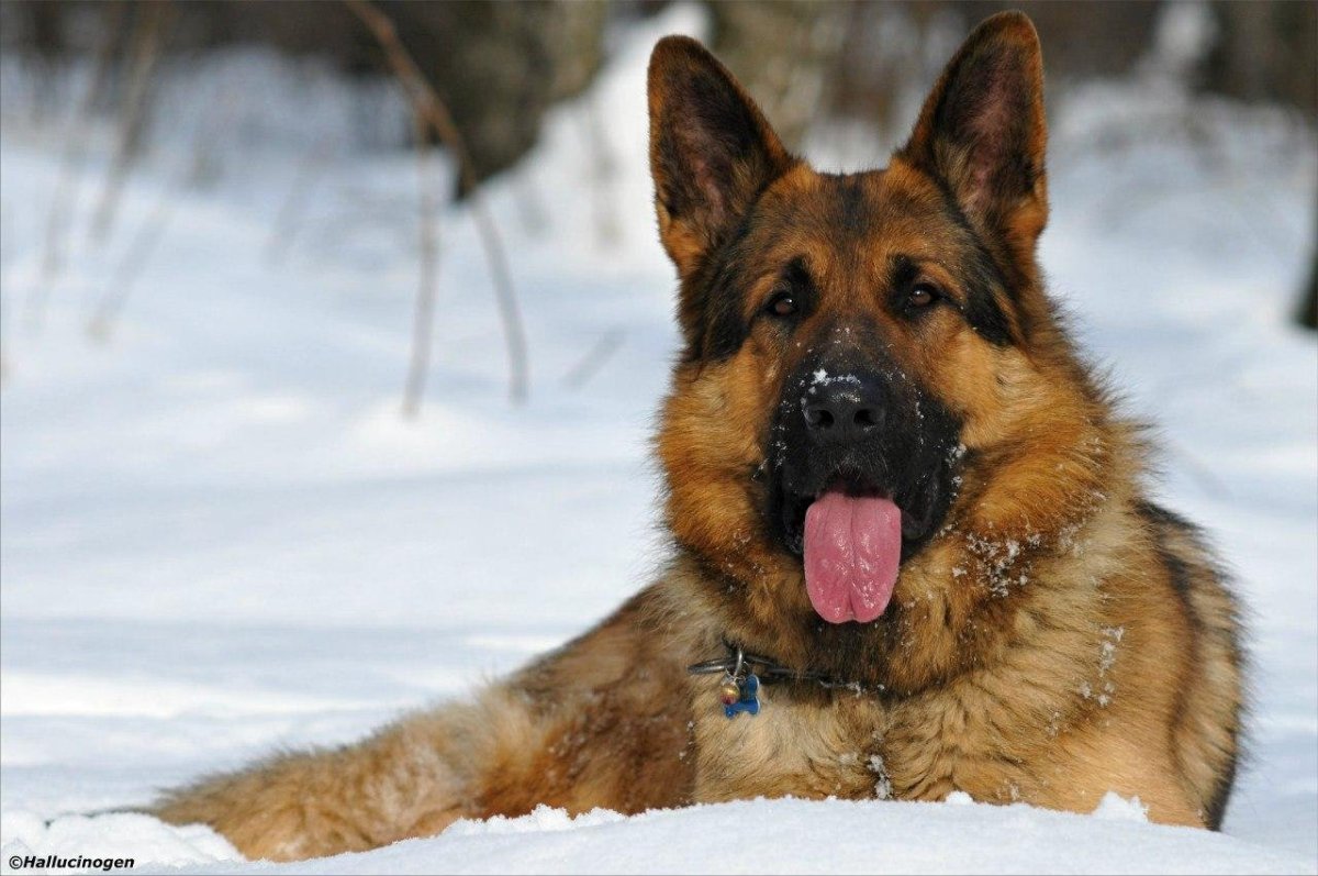 Порода собак хаски