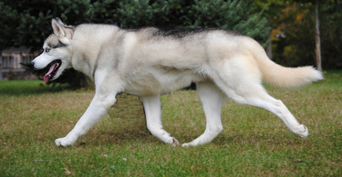 Западносибирская лайка