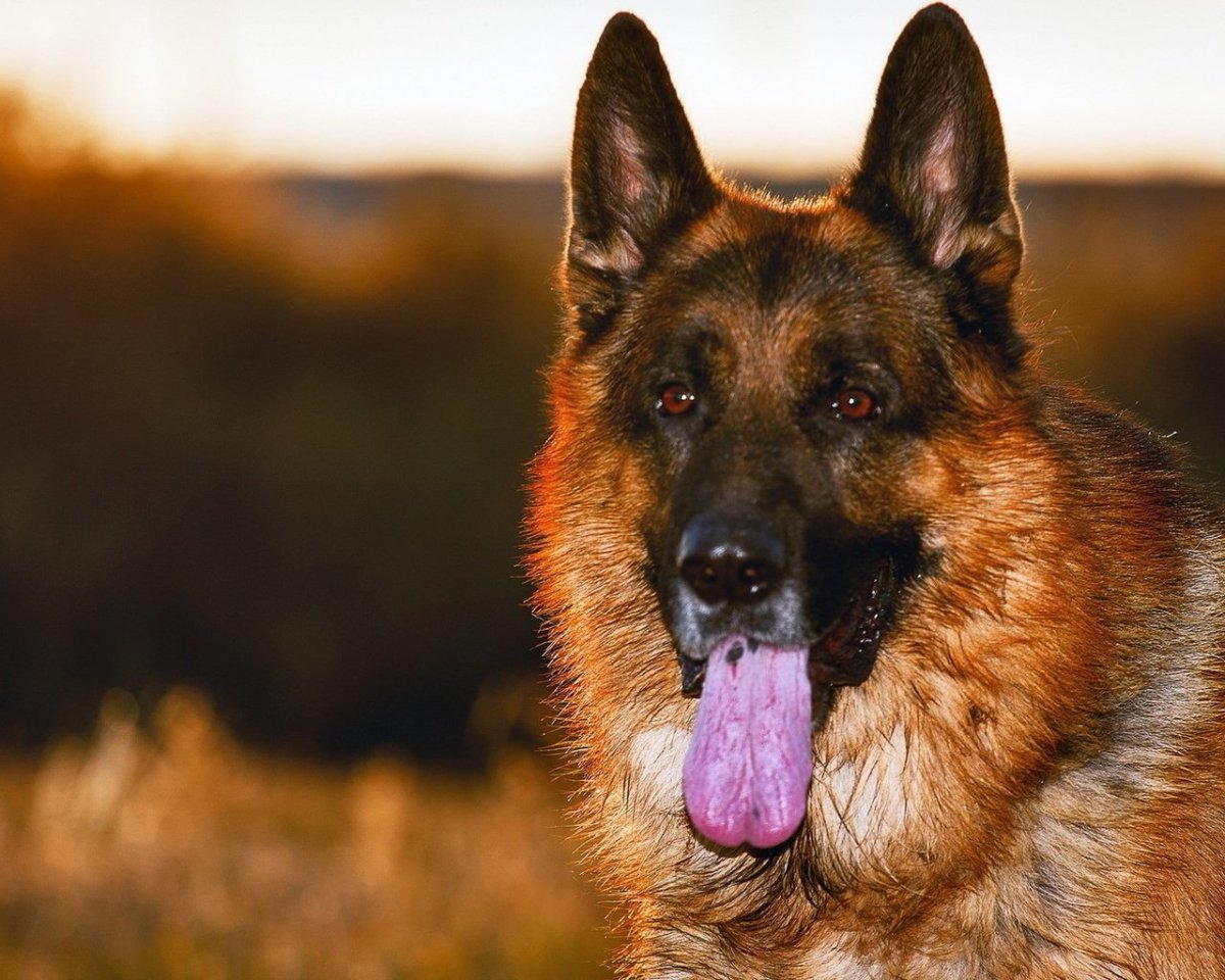 Немецкая овчарка Шеферд Мухтар