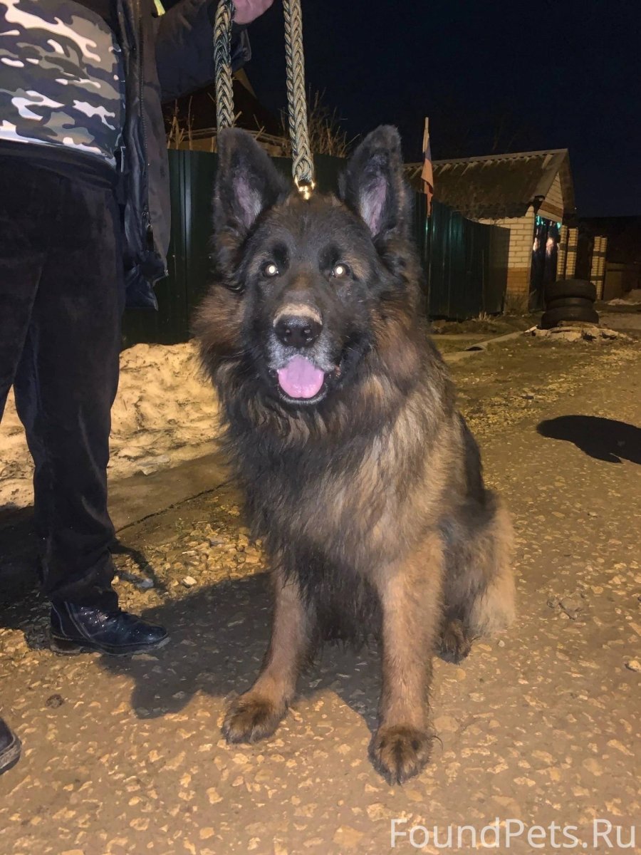 Сепольская ездовая собака