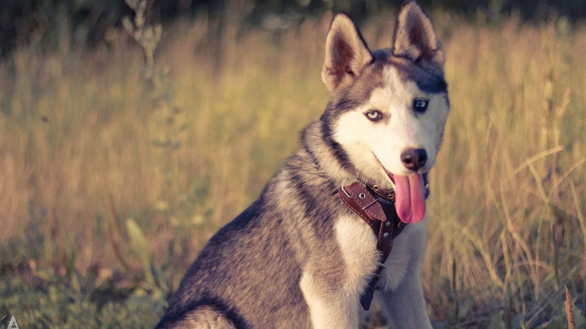 Немецкая овчарка длинношерстная