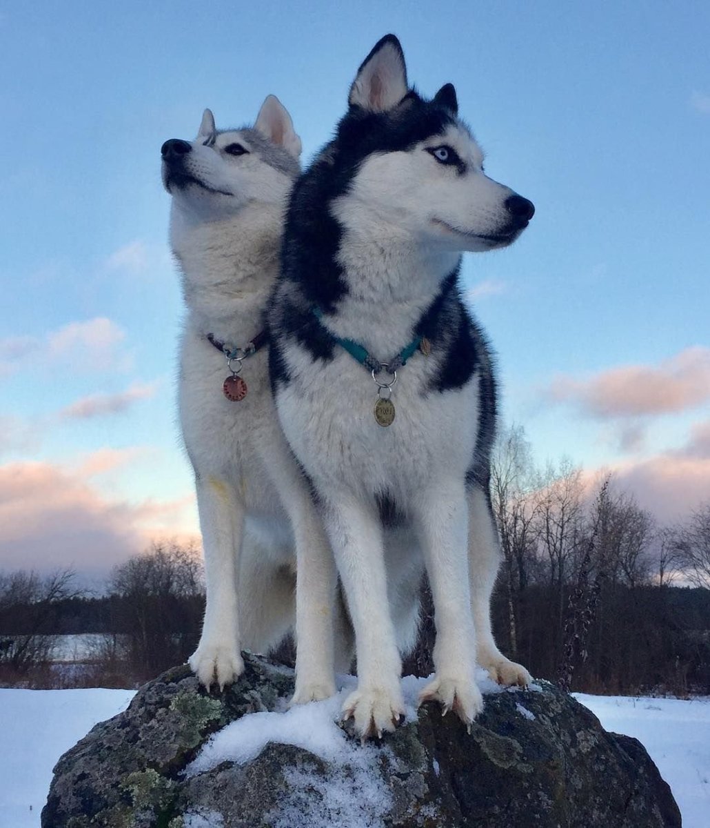 Порода волкособ