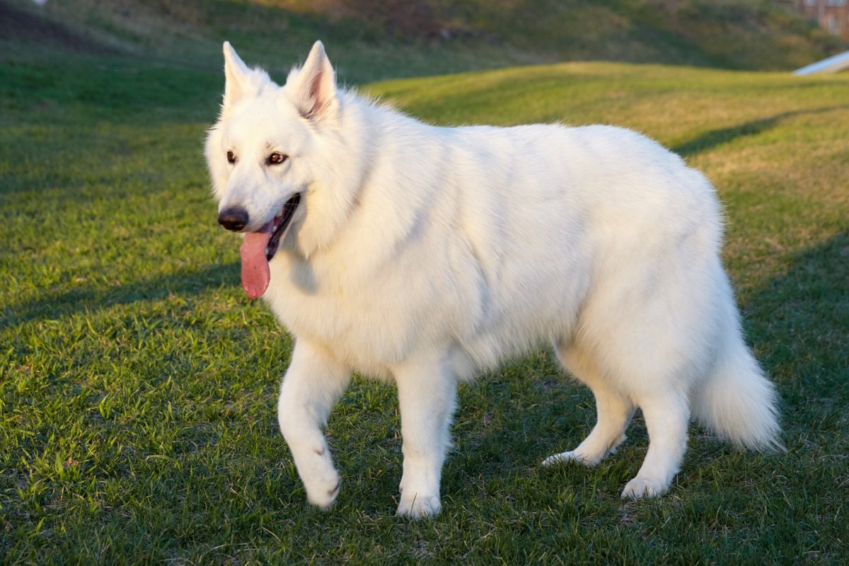 Хаски и овчарка