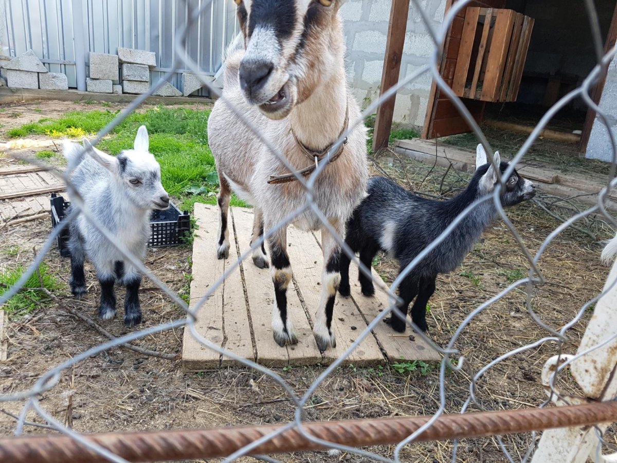 Шир камерунские козы