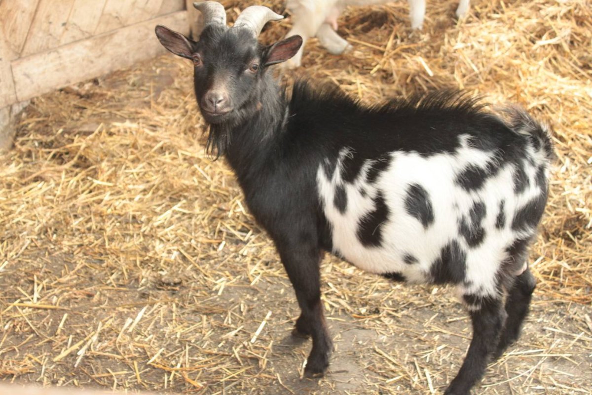 American Pygmy Goat