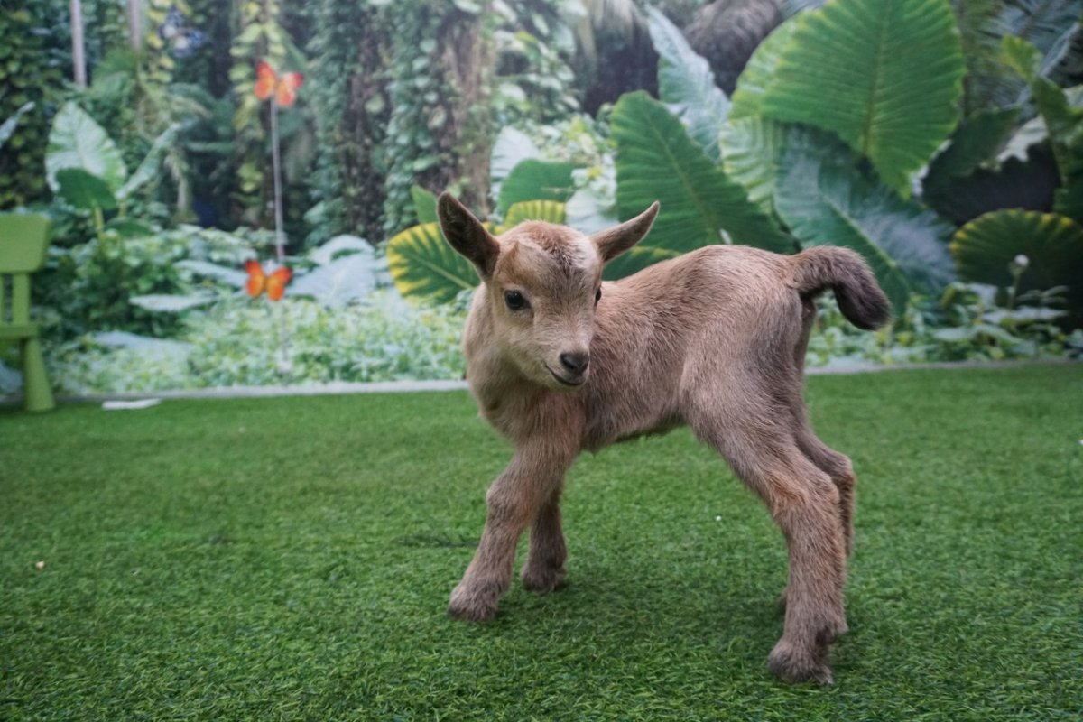 Камерунская порода коз