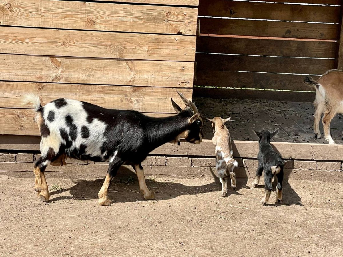 Камерунские козлята