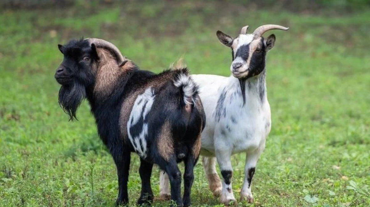 Карликовые козы