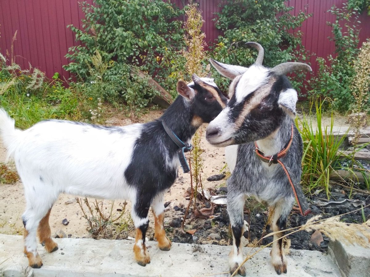 Белая камерунская коза